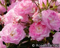 Pinocchio kaufen, click for more details Pinocchio