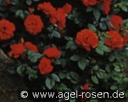 Red Meillandina kaufen, click for more details Red Meillandina