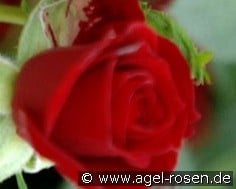 Roma kaufen, click for more details Roma