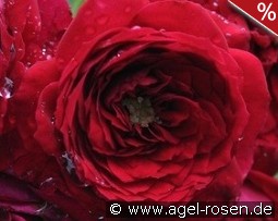 Roter Zwerg