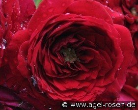 Roter Zwerg