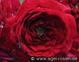 Roter Zwerg kaufen, click for more details Roter Zwerg