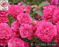 Roxy kaufen, click for more details Roxy