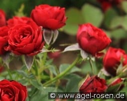 Scarlet Hit kaufen, click for more details Scarlet Hit