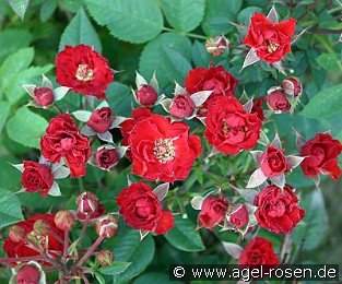 Scarletta