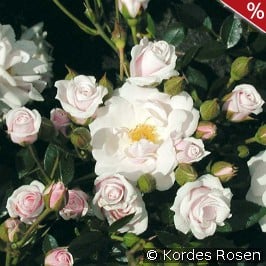 Schneeküsschen