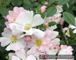 Sternenhimmel kaufen, click for more details Sternenhimmel