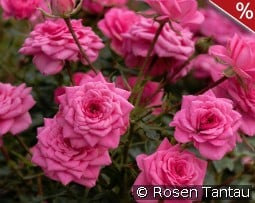 Sugar Baby kaufen, click for more details Sugar Baby