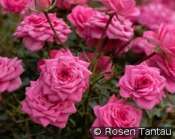 Sugar Baby kaufen, click for more details Sugar Baby