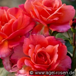 Sugar Candy kaufen, click for more details Sugar Candy