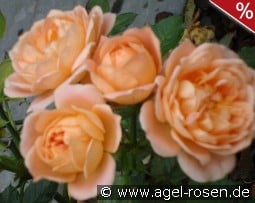 Sweet Dream kaufen, click for more details Sweet Dream