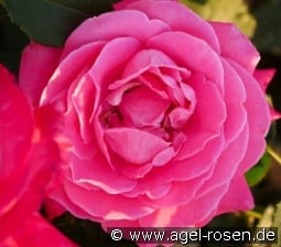 Sweet Perfume kaufen, click for more details Sweet Perfume