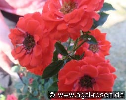 Top Patio Hit kaufen, click for more details Top Patio Hit