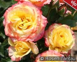 Tropical Clementine kaufen, click for more details Tropical Clementine