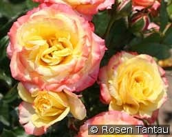 Tropical Clementine kaufen, click for more details Tropical Clementine