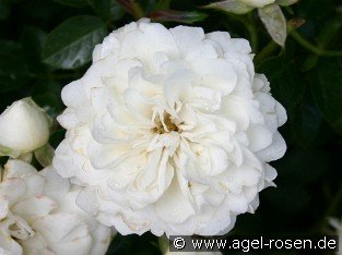 White Babyflor