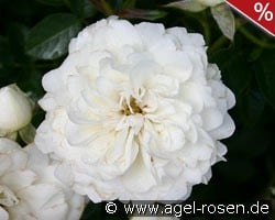White Babyflor kaufen, click for more details White Babyflor