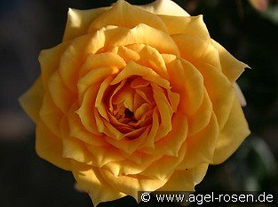 Yellow Clementine