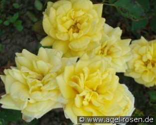 Yellow Meillandina