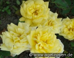 Yellow Meillandina kaufen, click for more details Yellow Meillandina