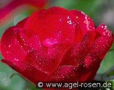 Zepeti kaufen, click for more details Zepeti