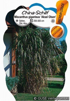 Riesen-Chinaschilf