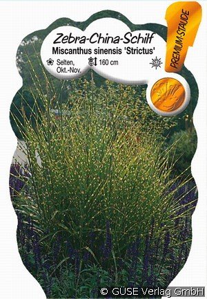 Steifes Zebraschilf