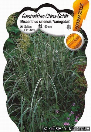 Gestreiftes Chinaschilf