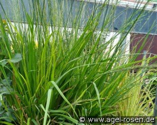 Kleines Pfeifengras 'Moorhexe'