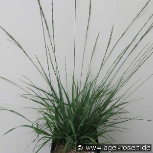 Kleines Pfeifengras 'Moorhexe'
