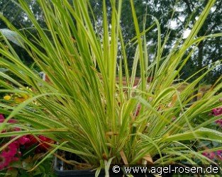 Gestreiftes Pfeifengras Molinia caerulea 'Variegata'