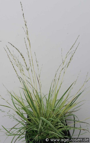 Gestreiftes Pfeifengras Molinia caerulea 'Variegata'