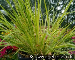 Gestreiftes Pfeifengras Molinia caerulea 'Variegata'