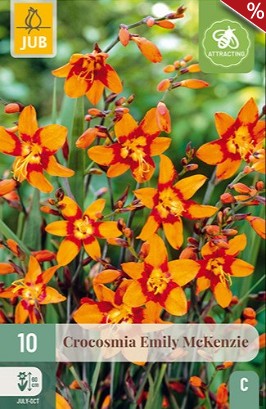 Montbretie Emily McKenzie