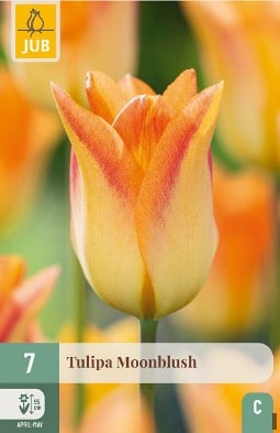 Moonblush kaufen, click for more details Moonblush