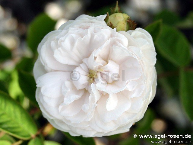 Rose ‘Blanche Moreau‘ (wurzelnackte Rose)