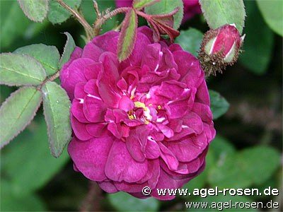 Rose ‘Nuits de Young‘ (Hochstamm (~110cm) im 6,5l Topf)