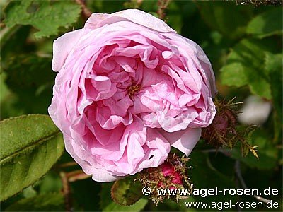 Rose ‘Rosa centifolia Muscosa‘ (wurzelnackte Rose)