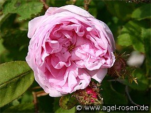 Rosa centifolia Muscosa