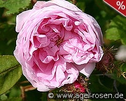 Rosa centifolia Muscosa kaufen, clicken für mehr Details Rosa centifolia Muscosa
