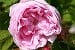 Rosa centifolia Muscosa
