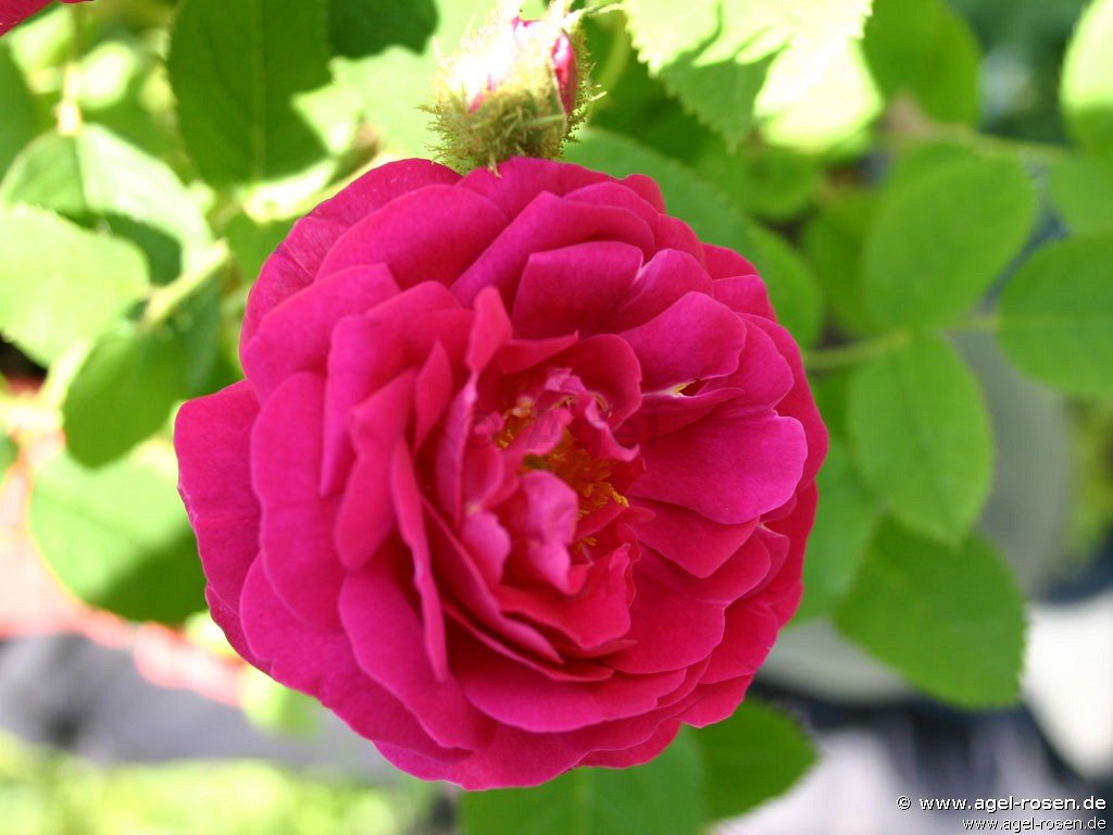 Rose ‘Rosa centifolia muscosa ‘Rubra‘‘ (2-Liter Biotopf)
