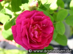 Rosa centifolia muscosa 'Rubra'