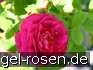 Rosa centifolia muscosa 'Rubra' kaufen