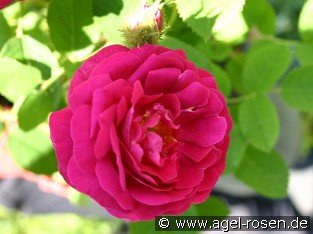 Rosa centifolia muscosa 'Rubra'