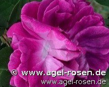 Rose ‘William Lobb‘ (2-Liter Biotopf)