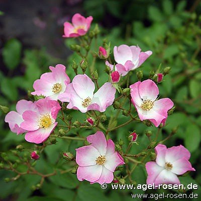 Rose ‘Ballerina‘ (2-Liter Biotopf)