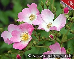 Ballerina kaufen, clicken für mehr Details Ballerina