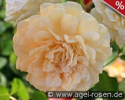 Buff Beauty kaufen, clicken für mehr Details Buff Beauty