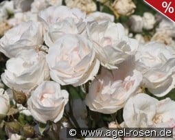 Easy to Cut kaufen, clicken für mehr Details Easy to Cut